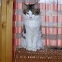Dancingcat Sheriff2 Dancingcat Sheriff2